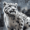 Snow Leopard Elegance Diamond Painting