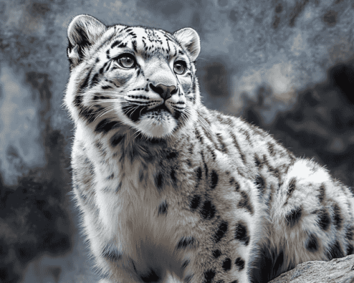 Snow Leopard Elegance Diamond Painting