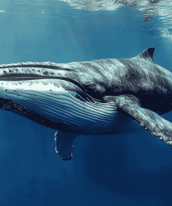 Spem Whale Marine Giant Diamond Painting