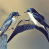 Swallow Birds Diamond Painting