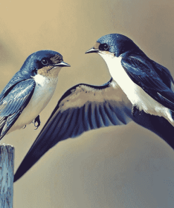 Swallow Birds Diamond Painting