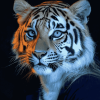 Tiger With Brilliant Eyes Diamond Painting