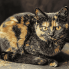 Tortoiseshell Cat Diamond Painting