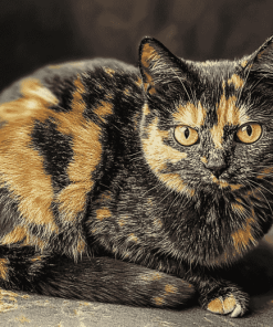 Tortoiseshell Cat Diamond Painting