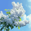 White Lilac Blossom Diamond Painting