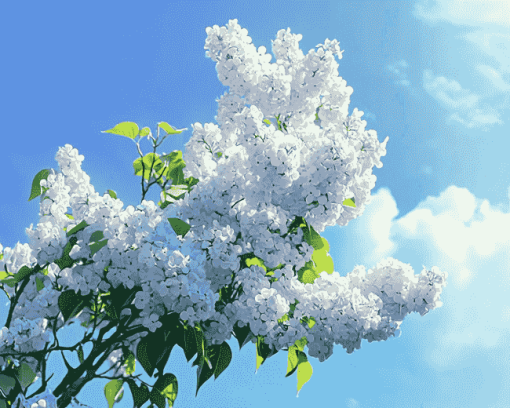 White Lilac Blossom Diamond Painting