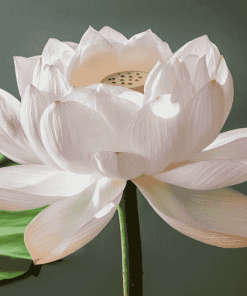 White Lotus Flower Diamond Painting