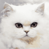 White Persian Kitten Diamond Painting