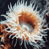 White Sea Anemone Ocean Life Diamond Painting