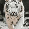 White Siberian Tiger Diamond Painting