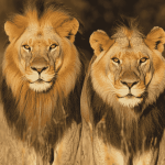 Wild Lion Majesty Diamond Painting