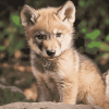 Wolf Cubs Wildlife Diamond Painting