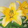 Yellow Lily Rose Flowers Diamond Painting