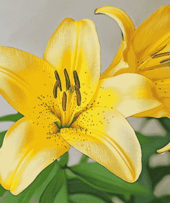 Yellow Lily Rose Flowers Diamond Painting